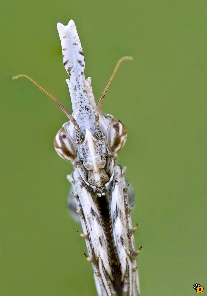 Empusa Pennata o Fasciata